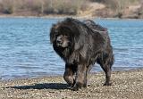DOGUE DU TIBET 123
